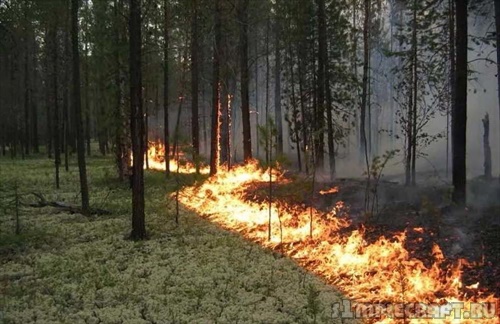 Крупные лесные пожары и серия палов сотрясли Хабаровский край